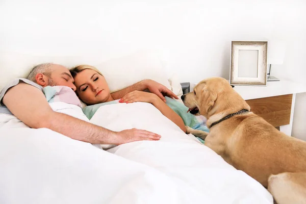 Handsome couple in bed sleeps together in association with their dog. A yellow labrador retriever enjoys and resting in the bedroom with their owners. People with pets at home, house. Lovely cute dog.