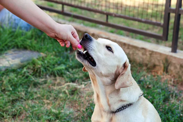 Owner feed dog. The hand of the owner of feeding their dog in the garden. A yellow labrador retriever dog with their female owners outside in a garden. People with pet, woman with dog. Pet concept.