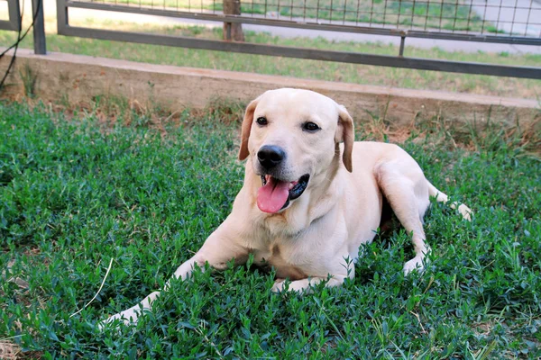 拉布拉多猎犬栖息在美丽的花园自然环境。一只黄色的拉布拉多猎犬狗喜欢坐在花园里的草。可爱的狗, 宠物概念. — 图库照片