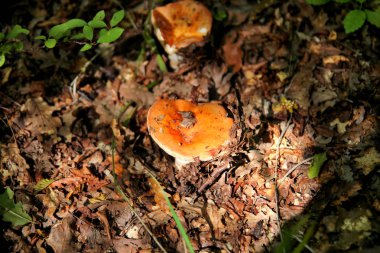 Malzeme çekme mantar. Doğa sonbaharda sırasında mantar toplama bir ormanda. Büyüyen bir yenmeyen mantar. Sickener, russula emetica, turuncu kap, mantarlar, kahverengi mantar, çörek ile mantar.