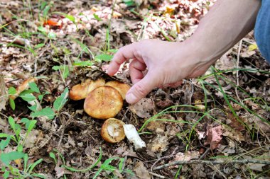 El mantar alıyor. Bir mantar tutan bir adamın elini. Bir ormanda malzeme çekme sırasında sonbaharda doğa, doğal mantar. Russula emetica, turuncu kapağı, mantarlar, kahverengi mantar mantar.
