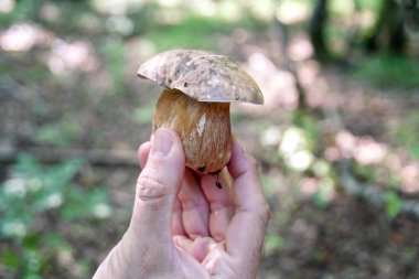 El mantar alıyor. Bir mantar tutan bir adamın elini. Bir ormanda malzeme çekme sırasında sonbaharda doğa, doğal mantar. Russula emetica, turuncu kapağı, mantarlar, kahverengi mantar mantar.
