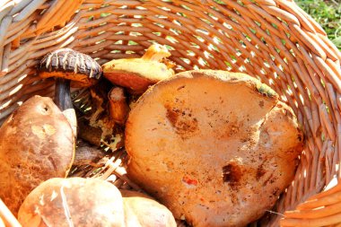 Sepetteki mantarlar. Doğada sonbaharda bir ormanda mantar toplama. Yenmez bir mantar yetiştiricilik. Sickener, russula emetica, portakal kapaklı mantar, toadstools, kahverengi mantar, boletus.