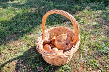 Sepetteki mantarlar. Doğada sonbaharda bir ormanda mantar toplama. Yenmez bir mantar yetiştiricilik. Sickener, russula emetica, portakal kapaklı mantar, toadstools, kahverengi mantar, boletus.