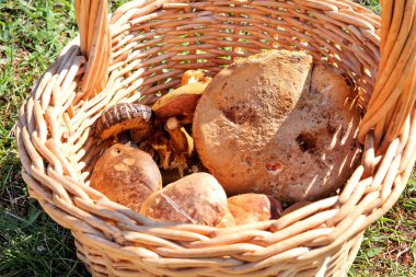 Sepetteki mantarlar. Doğada sonbaharda bir ormanda mantar toplama. Yenmez bir mantar yetiştiricilik. Sickener, russula emetica, portakal kapaklı mantar, toadstools, kahverengi mantar, boletus.