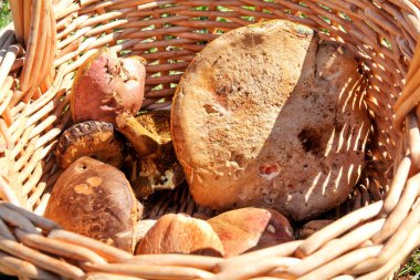 Sepetteki mantarlar. Doğada sonbaharda bir ormanda mantar toplama. Yenmez bir mantar yetiştiricilik. Sickener, russula emetica, portakal kapaklı mantar, toadstools, kahverengi mantar, boletus.