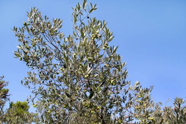 Yeşil Zeytin zeytin ağacı dalında. Yeşil Zeytin, zeytin ağacı kapatın. Zeytin, gelenek kavramı. Zeytincilik. Sağlıklı gıda. Mediterranean.