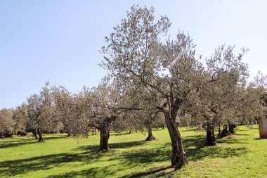 Olive grove. Zeytin, gelenek kavramı. Zeytincilik. Konfit zeytin yağı üretiminin dolu ağaçlarının dalları ile zeytin hasat önce bir zeytin grove bakış. Kırsal manzara.