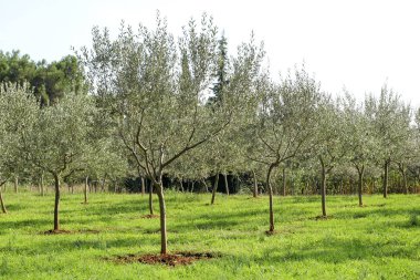 Olive grove. Zeytin, gelenek kavramı. Zeytincilik. Konfit zeytin yağı üretiminin dolu ağaçlarının dalları ile zeytin hasat önce bir zeytin grove bakış. Kırsal manzara.