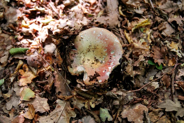 Plocka Svamp Svampplockning Skogen Hösten Naturen Oätliga Svampodling Sickener Russula — Stockfoto