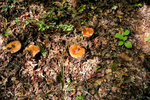 采摘蘑菇 蘑菇采摘在森林期间在自然秋天 一种不能食用的蘑菇生长 Sickener Emetica 蘑菇橙帽 棕色蘑菇 — 图库照片