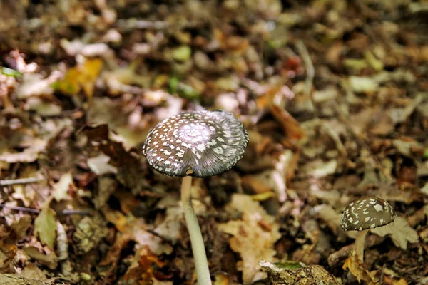 Plocka Svamp Svampplockning Skogen Hösten Naturen Oätliga Svampodling Sickener Russula — Stockfoto