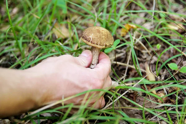 Hand is picking mushrooms. Hand of a man holding a mushroom. Mushroom picking in a forest during the autumn, in nature, natural. Russula emetica, mushroom with orange cap, toadstools, brown mushroom.