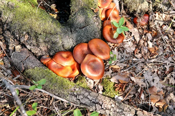 따기입니다 자연에서가을 숲에서 성장입니다 Sickener Russula Emetica 주황색 Toadstools Boletus — 스톡 사진