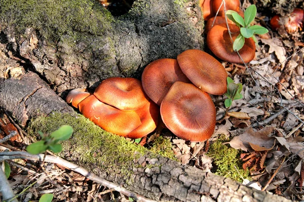 Plocka Svamp Svampplockning Skogen Hösten Naturen Oätliga Svampodling Sickener Russula — Stockfoto