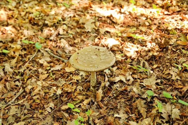 Sběr Hub Houbaření Lese Podzim Přírodě Nejedlé Houby Rostou Sickener — Stock fotografie
