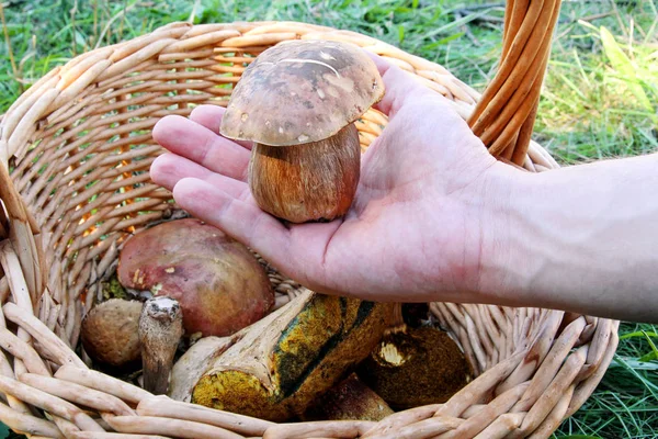 stock image Mushrooms in basket. Hand is picking mushrooms. Hand of a man holding a mushroom. Mushroom picking in a forest during the autumn. Russula emetica, mushroom with orange cap, toadstools, brown mushroom.