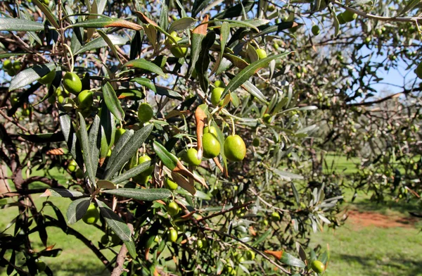 Groene olijven in een tak van de olijfboom. Olijf boom met groene olijven, close-up. Concept van olijven, traditie. Olijven teelt. Olive grove vóór het oogsten van olijven. Gezonde voeding. Mediterrane. — Stockfoto