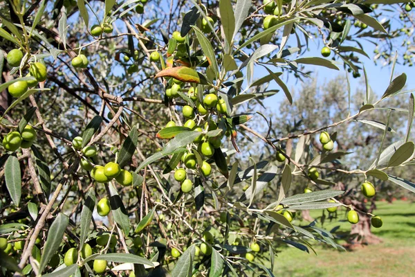 Grüne Oliven in einem Olivenzweig. Olivenbaum mit grünen Oliven, aus nächster Nähe. Konzept der Oliven, Tradition. Olivenanbau. Olivenhain vor der Olivenernte. Gesunde Ernährung. Mittelmeer. — Stockfoto