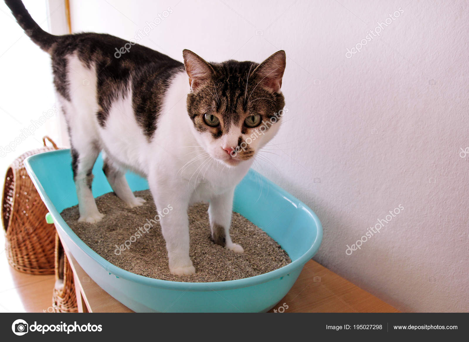 toilet litter tray