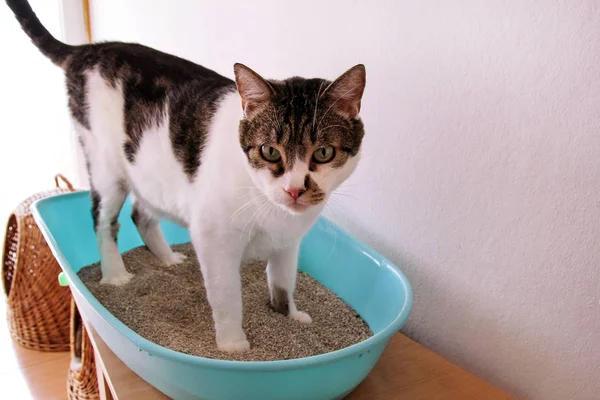 Katze mit Toilette, Katze in Katzenklo, zum Pooping oder Urinieren, Pooping in sauberer Sandtoilette. Katzenstreu reinigen. eine Katze, die ihren eigenen Kater in der blauen Wurfbox betrachtet. Katzenstreu. Katze zu Hause. — Stockfoto