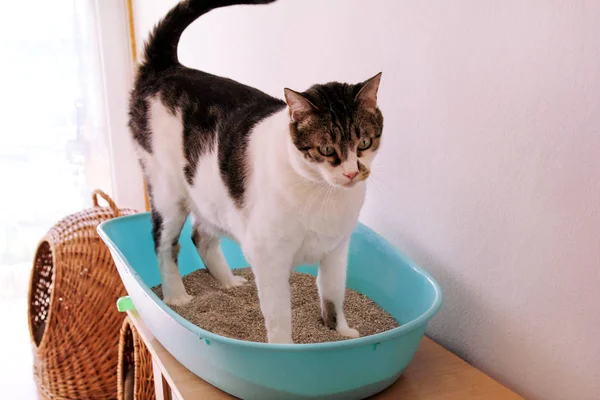 Кошка с туалетом, кошка в мусорном ящике, для какашек или мочеиспускания, какающая в чистом песчаном туалете. Уборка кошачьего туалета. Кошка, смотрящая на свои какашки в синем мусорном ящике. Кошачий наполнитель. Кот дома . — стоковое фото