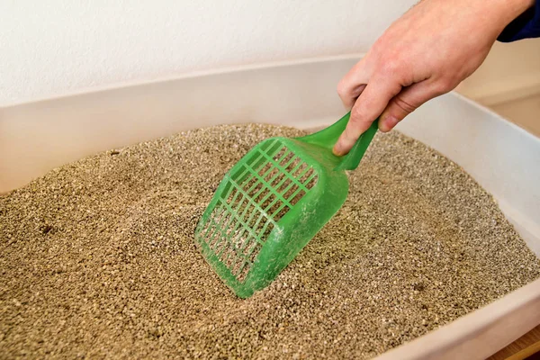 Cleaning cat litter box. Hand is cleaning of cat litter box with green spatula. Toilet cat cleaning sand cat.Cleaning cat excrement. Hand holding plastic shovel removing cat poop. Kitty litter.