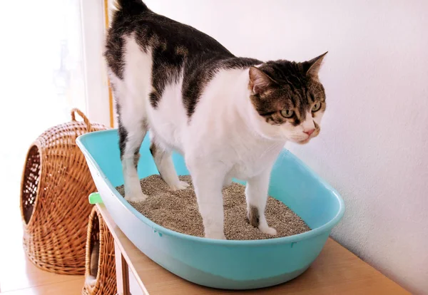 Tuvalet, kedi çöp kutusunda, kaka için kullanarak kedi veya idrar, temiz kum tuvalete kaka. Temizlik kedi çöp kutu. Kendi kaka mavi çöp kutusuna bakarak bir kedi. Kedi kumu. Evde kedi.