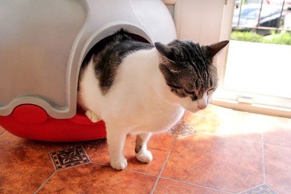 Katze mit Toilette, Katze in Katzenklo, zum Pooping oder Urinieren, Pooping in sauberer Sandtoilette. Katzenstreu reinigen. Katze beim Anblick ihrer eigenen Katze in der Wurfbox. Katzenstreu. Katze zu Hause. Zoohandlung. — Stockfoto