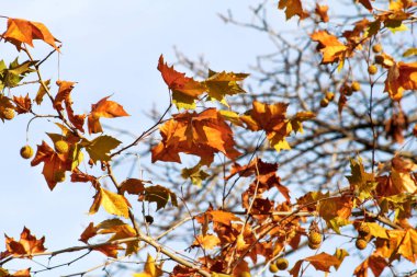 Sonbahar yaprakları gökyüzüne, arka planda bir ağaç üzerinde yakın çekim. Sonbahar sezonu renkli yaprakları. Sonbahar güneşli gün. Sonbahar sezonu, mevsim, Eylül, Ekim, Kasım, Aralık. Sonbahar sezonu yaprakları.