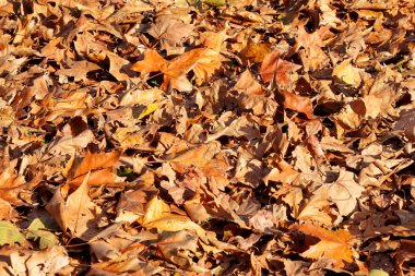 Renkli ve kahverengi sonbahar yaprakları, doku, malzeme ve arka plan. Yaprakları ağaçların yaprakları kadar yakın. Sonbahar sezonu, mevsim, Eylül, Ekim, Kasım, Aralık. Sonbahar sezonu yaprakları.
