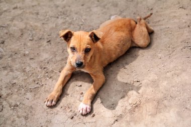 Evsiz sapmış sol sarı yavru sokak / zavallı yol kenarında ve yalnız hüzünlü sokak köpeği ve bakmak ileri.