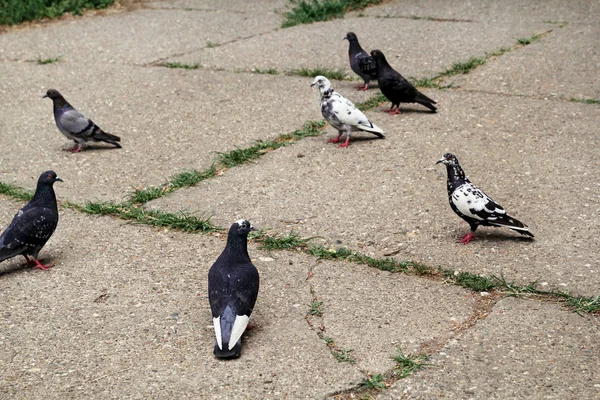 在市中心广场的人行道上的鸽子 一群鸟 城市街道上的鸽子 钻石图案混凝土 夏季背景 — 图库照片