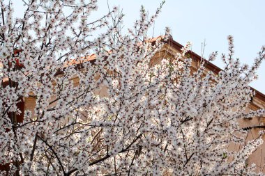 Beyaz kiraz çiçeği ve arka planda bina / meyve ağaçları çiçekli / çiçek açması kayısı mavi gökyüzüne karşı / badem çiçekler / bahar ve yaz çiçek ve güzel doğal ortamı.