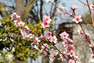Şeftali ağacı çiçekleri meyve. Çiçekler, tomurcukları ve şeftali ağacı, Bahar dalları. Bahar ve yaz çiçek sezonunda, çiçekli ağaçlar ve güzel doğal ortamı. Arka plan ve duvar kağıdı.
