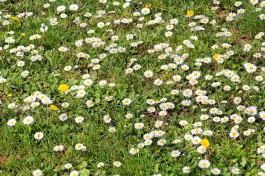 Daisy. Papatya çiçek bahçe içinde güzel beyaz alan. Bahar ve yaz çiçek arka plan ve güzel doğal ortamı. Arka plan ve duvar kağıdı.