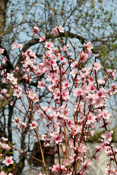 Pêssego Árvore Floresce Fruto Flores Botões Ramos Pessegueiro Primavera Temporada — Fotografia de Stock