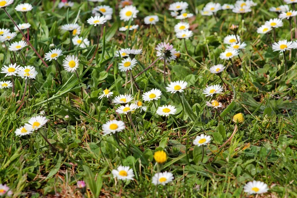 Daisy Beautiful White Field Daisies Flowers Garden Spring Summer Flowers — Stock Photo, Image