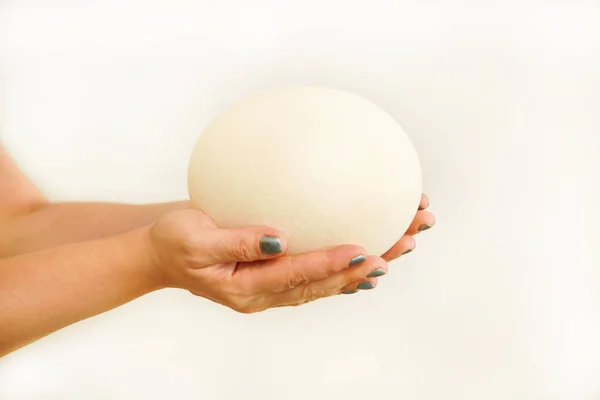 흰 바탕에 커다란 타조 알을 쥐고 있는 암컷의 손은 크기를 비교하여 닫는다. 유기농 신선 한 계란. 건강 한 음식. 태어나는 것을 상징하는 타조 알. 아프리카 타조의 커다란 흰 달걀 껍질. — 스톡 사진