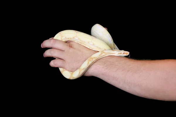 Boy and male hand with snake. Man holds Boa constrictor albino snake in hand. Exotic tropical cold blooded reptile of animal, zoo. Boa constrictor non poisonous species of snake. Pet home concept. — Stock Photo, Image