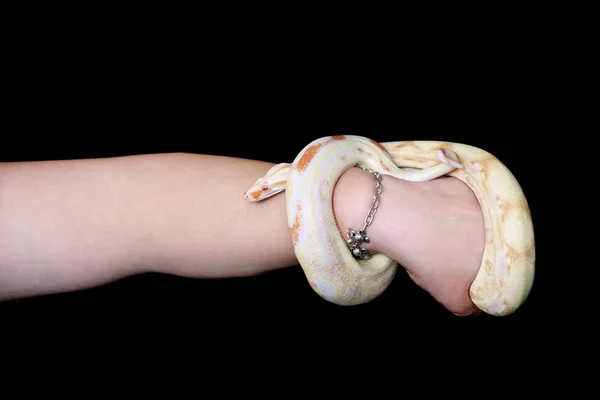 Female hands with snake. Woman holds Boa constrictor albino snake in hand with jewelry. Exotic tropical cold blooded reptile animal, Boa constrictor non poisonous species of snake. Pet concept. — Stock Photo, Image