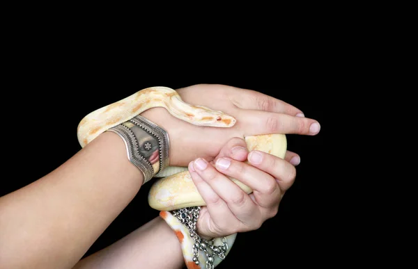 Manos femeninas con serpiente. Mujer sostiene Boa constrictor serpiente albina en la mano con joyas. Reptil exótico tropical de sangre fría, Boa constrictor, especie no venenosa de serpiente. Concepto de mascota . — Foto de Stock