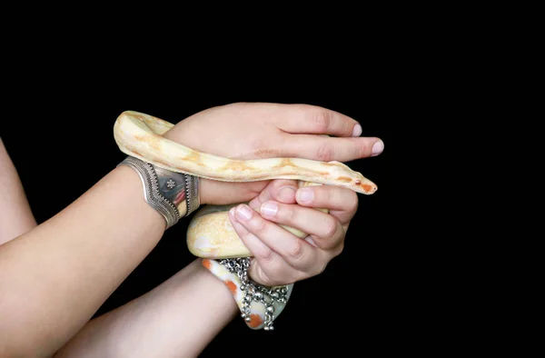 Mains féminines avec serpent. Femme tient Boa constrictor serpent albinos en main avec des bijoux. Reptile exotique tropical à sang froid, espèce de serpent Boa constrictor non toxique. Concept animal de compagnie . — Photo