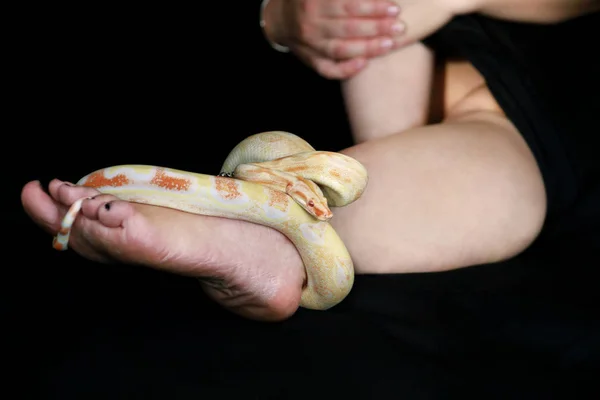 Yılanlı kadın bacağı görüntüsü. Zehirli olmayan Boa yılanı albino albino türü sürünür ve sürünerek dişinin ayağını ve bacağını sarar. Yaklaş. Egzotik soğuk kanlı sürüngen hayvan. Hayvan konsepti. — Stok fotoğraf