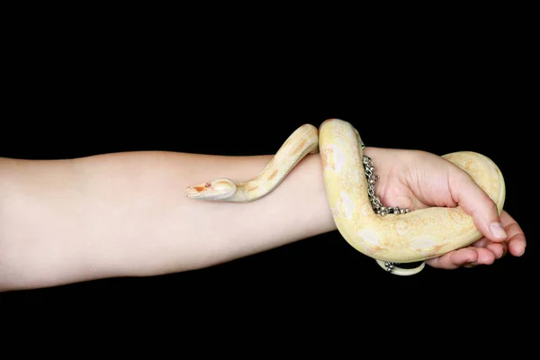 Female hands with snake. Woman holds Boa constrictor albino snake in hand with jewelry. Exotic tropical cold blooded reptile animal, Boa constrictor non poisonous species of snake. Pet concept. Stock Photo