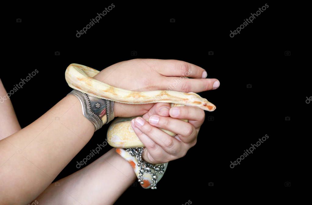 Bermad newness Gammeldags Female hands with snake. Woman holds Boa constrictor albino snake in hand  with jewelry. Exotic tropical cold blooded reptile animal, Boa constrictor  non poisonous species of snake. Pet concept. #324204130 - Larastock
