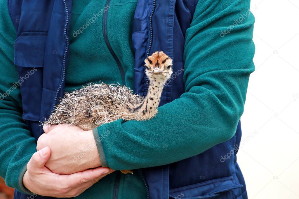 Portrait of little an african ostrich chick in male hands of zoologist at zoo. Man holds cute ostrich chicken of 5 days old, small young baby bird enjoys and resting in his arms at ostrich farm.