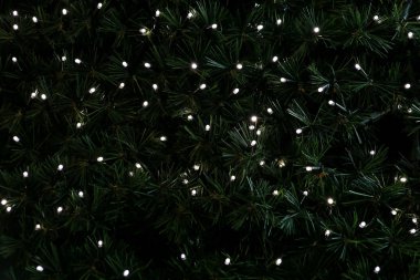 Geleneksel Noel ışıkları, arka plan olarak çam ağacının yeşil dallarında asılı duruyor. İpli pirinç ampullü firavun ağacı dalları. Noel kutlaması için süsler, tatil sahnesi.