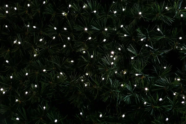 Traditional Christmas flashing lights hanging on green twigs tree of pine as decorated background. Fir tree branches with string rice lights bulbs. Ornaments to christmas celebration, holiday scene.