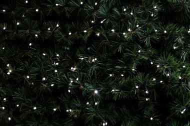 Geleneksel Noel ışıkları, arka plan olarak çam ağacının yeşil dallarında asılı duruyor. İpli pirinç ampullü firavun ağacı dalları. Noel kutlaması için süsler, tatil sahnesi.